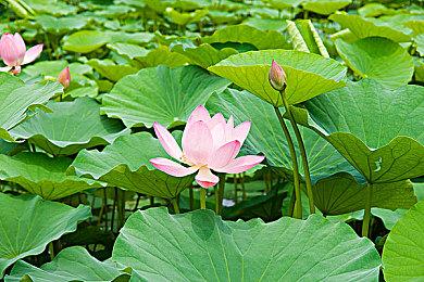 顽皮狗将与PS旗下工作室合作开发一个高知名度项目